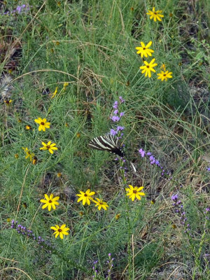 Zebra Swallowtail with Liatris microcephala & Coreopsis pulchra