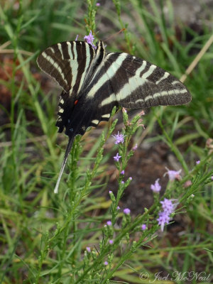 Zebra Swallowtail on Liatris microcephala