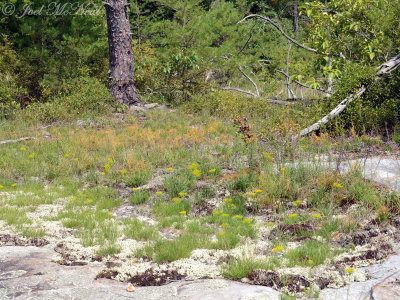 Sandstone outcrop flora: Bigelowia nuttallii, Liatris microcephala, & Cuscuta harperi
