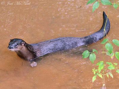 River Otter: Cobb Co., GA
