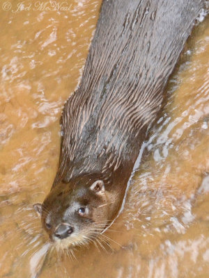 River Otter: Cobb Co., GA