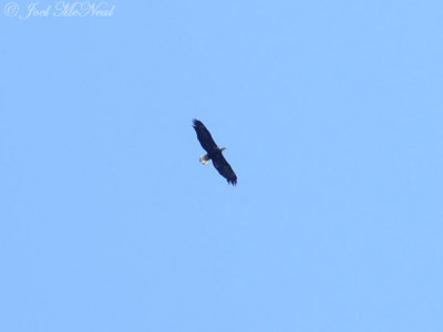 Bald Eagle: Bartow Co., GA