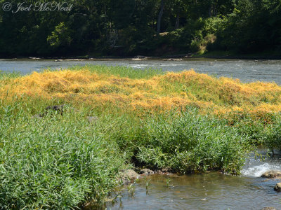 Common Dodder: Cuscuta gronovii, Bartow Co., GA