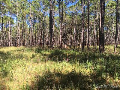 Pine savannah with chaffhead: Colquitt Co., GA
