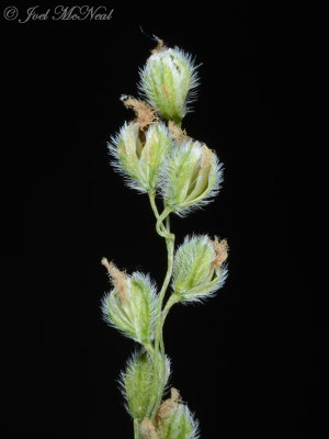 Green Silkyscale: Anthaenantia villosa