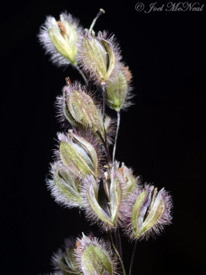 Purple Silkyscale: Anthaenantia rufa