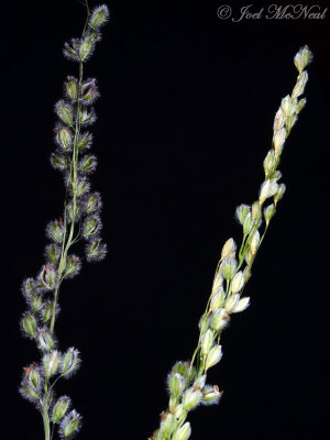 Purple & Green Silkyscales: Anthaenantia rufa & villosa