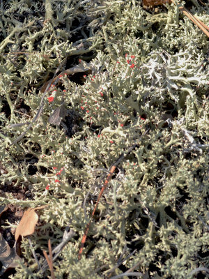Cup Lichen: Cladonia leporina