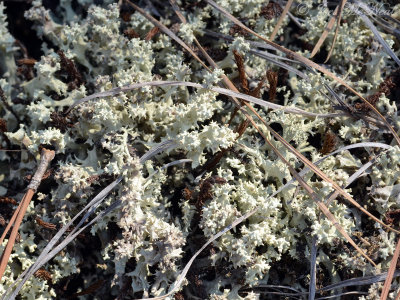 Carolina Cup Lichen: Cladonia caroliniana