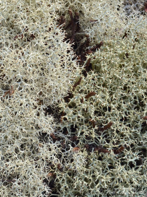 Dixie Reindeer Lichen (left: Cladonia subtenuis) & Thorn Lichen (right: C. uncialis)