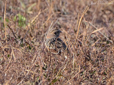 Lapland Longspur: Bartow Co., GA