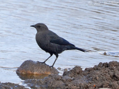 female Brewer's Blackbird: Bartow Co., GA