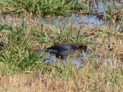 male Rusty Blackbird: Bartow Co., GA