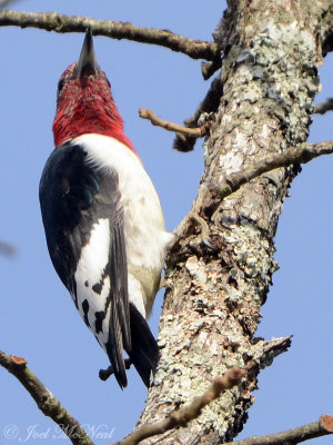 immature Red-headed Woodpecker: Red Top Mt. St. Park, GA