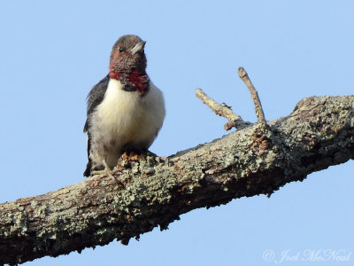 immature Red-headed Woodpecker: Red Top Mt. St. Park, GA