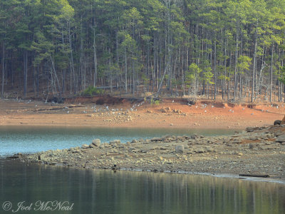 Sandhill Cranes: Red Top Mt. St. Park, GA