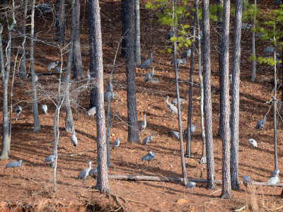 Sandhill Cranes in the woods: Red Top Mt. St. Park, GA
