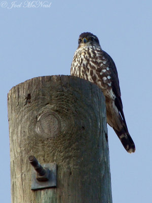 Merlin: Bartow Co., GA