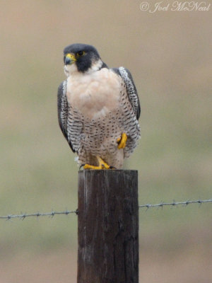 Peregrine Falcon: Bartow Co., GA