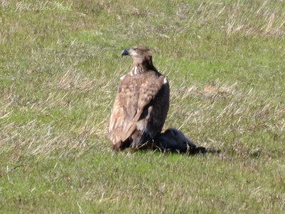 juvenile Bald Eagle on coyote carcass; Bartow Co., GA