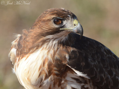 Red-tailed Hawk: Bartow Co., GA