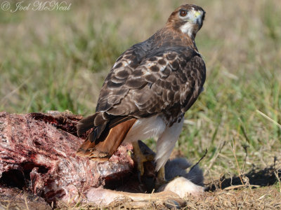 Red-tailed Hawk scavenging deer roadkill: Bartow Co., GA