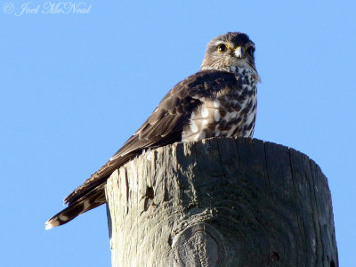 Merlin: Bartow Co., GA