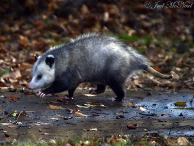 Virginia Opossum: Bartow Co., GA