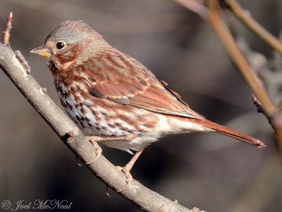 Fox Sparrow: Cobb Co., GA
