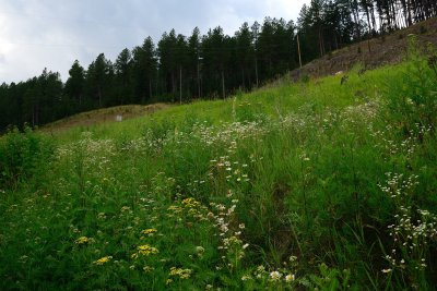 Lots of wild flowers