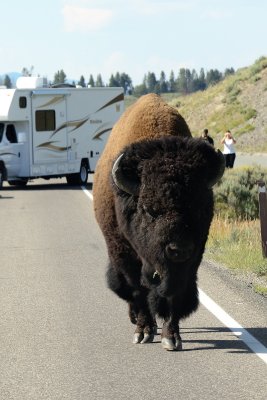Sturgis 226.jpg - I politely asked him to move...