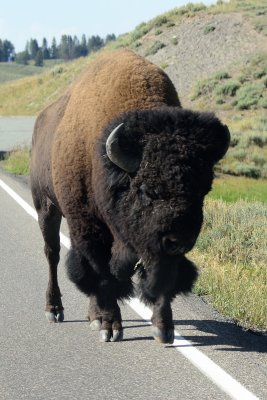 Sturgis 227.jpg