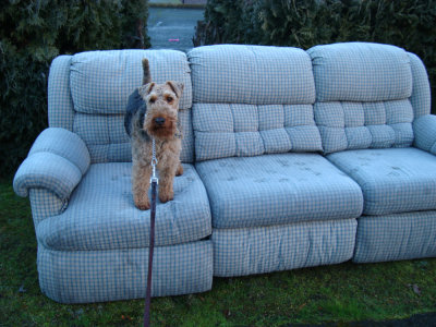 Riley is thinking, Dad, look what I found, can we take it home? 
Please..., it has dual recliners!