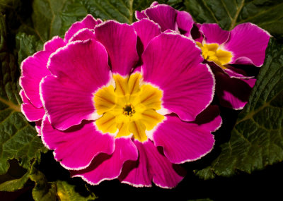 English Primrose

I always feel better when these flowers appear in local markets in mid-winter....