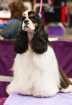 Rose City Classic Dog Show this weekend