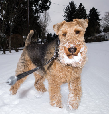 Riley has really enjoyed his first experience with snow.  It's melting now so it could be a long time before he has his next snow day.