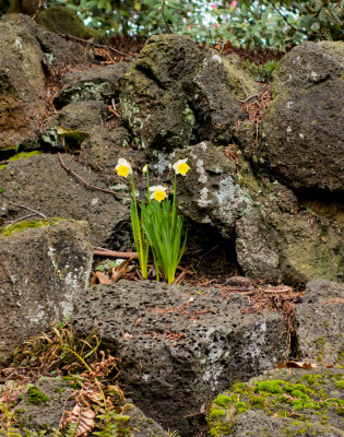 Narcissus

It's still winter, but it's beginning to look spring-like.