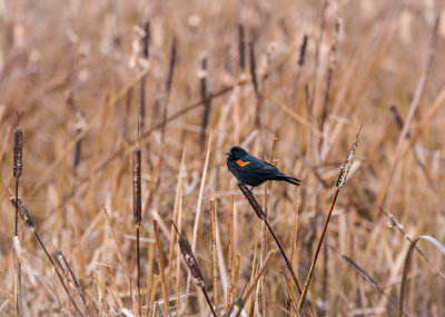 Wet Blackbird