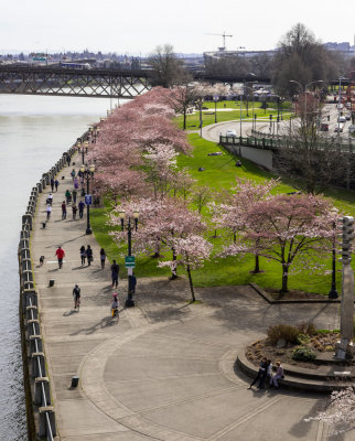 On The Waterfront
Cherry blossoms just popped.