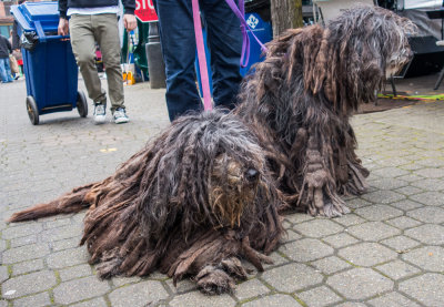 The Bergamasco Sisters

These gals will likely need lots of conditioner
and brushing to untangle their dreads.