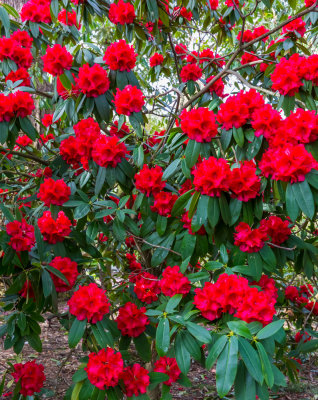 Rhodies Are Back