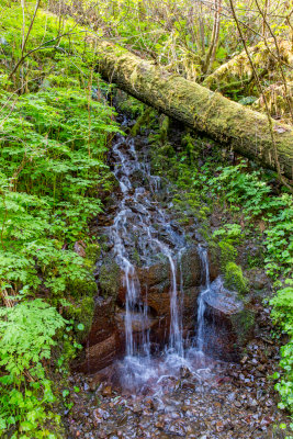 Along The Trail