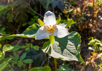 Trillium