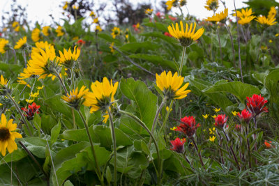 Wildflowers