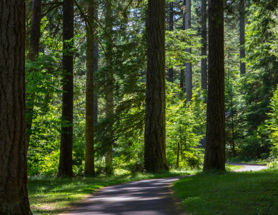 A Walk In The Woods