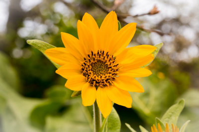 Balsamorhiza