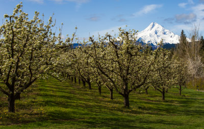 Pear Blossoms and Mt. Hood