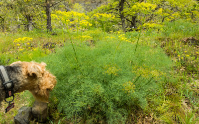 Catherine Creek

Riley is confused by my interest in this weed.