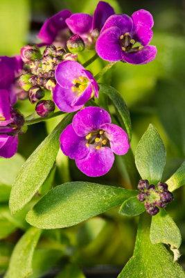 Alyssum

This is my first attempt at stacking using Zerene.
The blossoms are approximately .200 in.
There were 26 images in the stack.
Spiders and flies coming soon.