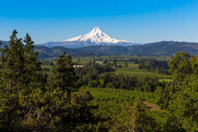 Mt. Hood